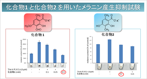 化合物1と化合物2を用いたメラニン産生抑制試験